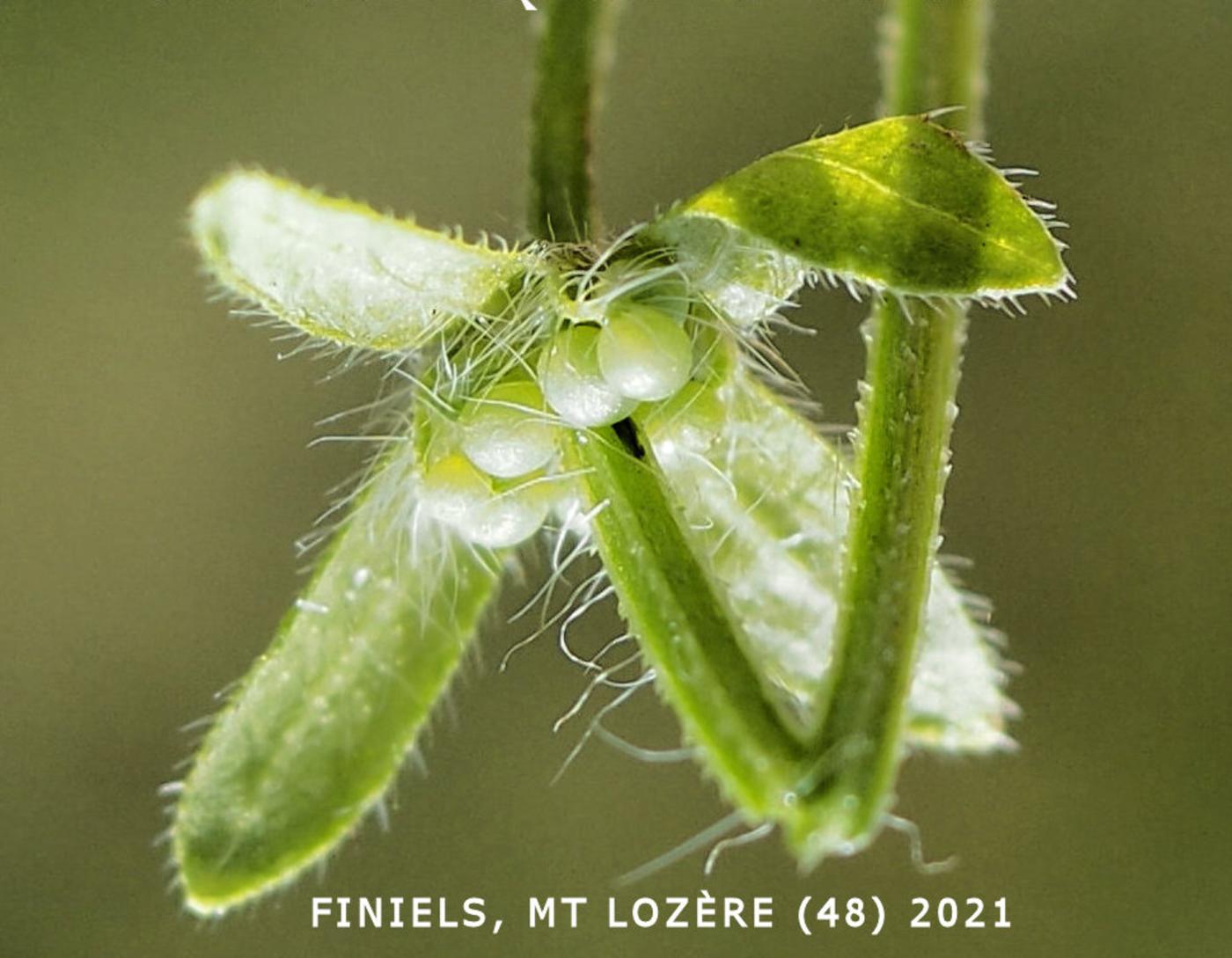 Crosswort, [Piedmont] fruit